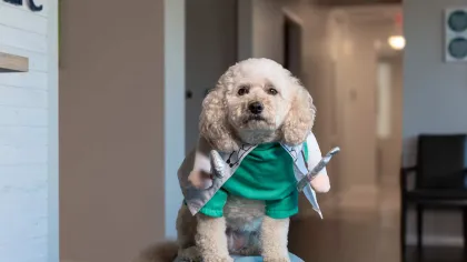 Curly white dog wearing a green surgeon costume with fake arms holding surgical tools indoors