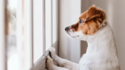 a dog looking out a window