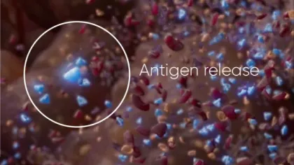 Microscopic view of antigen release showing blue and red particles dispersing in a biological environment.