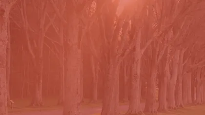 Sunlight filters through tall trees lining a path in a peaceful park during sunset.