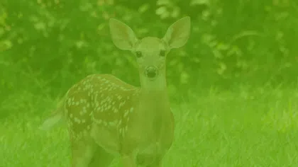 Young spotted deer standing alert on green grass with a blurred leafy background