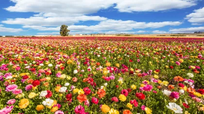 Vibrant field full of multicolored blooming flowers under a bright blue sky with scattered white clouds.