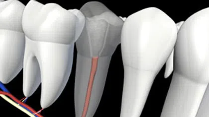 3D illustration showing anatomy of teeth including roots, nerves, and surrounding blood vessels against black background