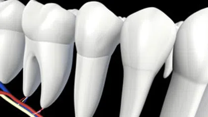 3D illustration of human teeth and nerves showing dental roots and surrounding anatomy on black background