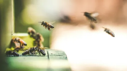 a group of bees on a piece of paper