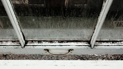 a snake on a window