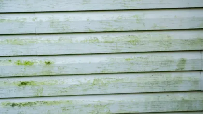 Light blue house siding covered with patches of green moss and mildew buildup on the surface.