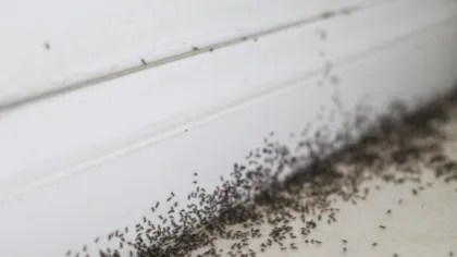 Close-up of a large swarm of black ants clustered along a white baseboard and floor corner indoors.