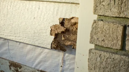 Close-up of wood siding with severe termite damage near a brick wall corner on a house exterior.