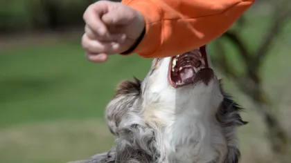 Close-up of a dog playfully biting an arm in an orange sleeve outdoors with blurred green background