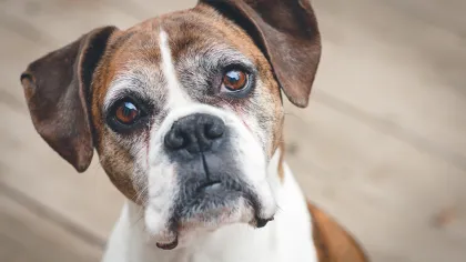 a brown and white dog looking at the camera