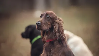 Adult dog wellness plans