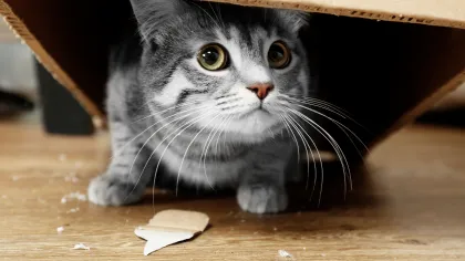 a close up of a cat