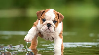 Puppy Wellness Plans