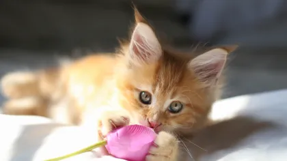 an orange and white cat with its mouth open