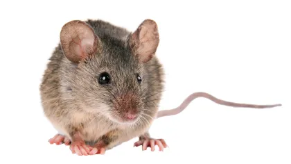 House Mouse
