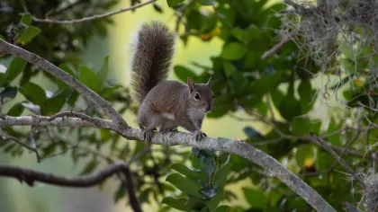 a squirrel on a tree branch