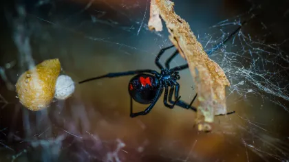 Black Widow