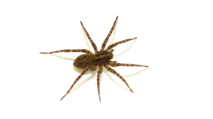Wolf Spider