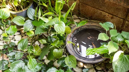 a plant in a garden