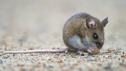Cotton Rat