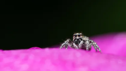 Jumping Spider