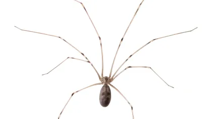 Cellar Spider