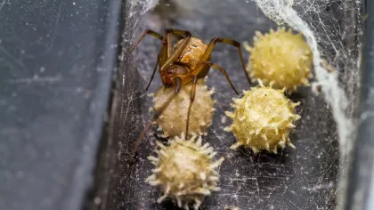 Brown Widow