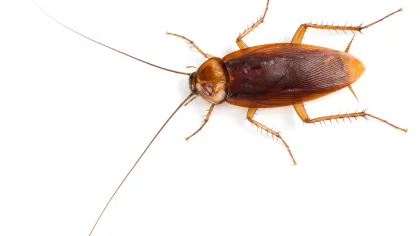 American cockroach