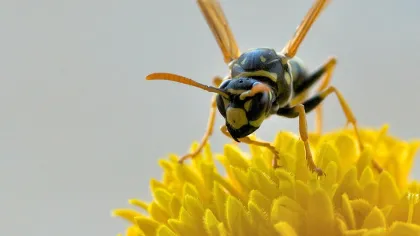 wasp
