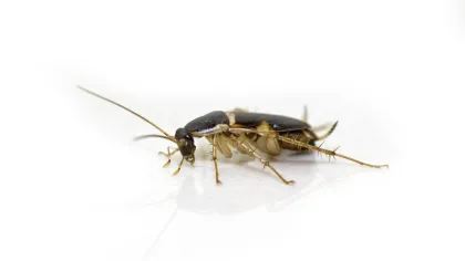 Brown Banded Cockroach