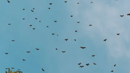 bats in the sky