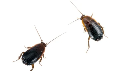 Oriental Cockroach