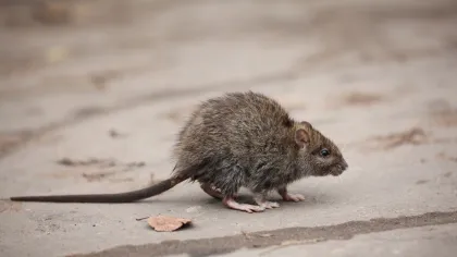 Cotton Rat