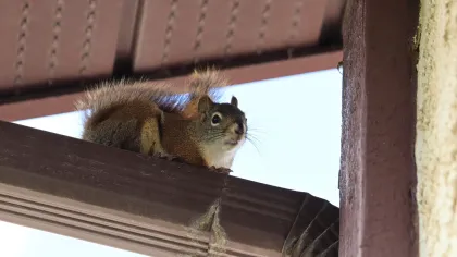 a squirrel on a gutter