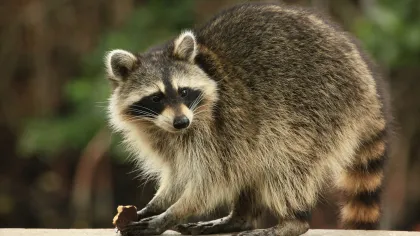 Raccoon