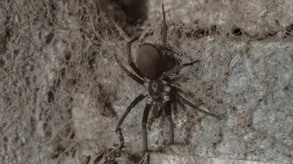 Southern House Spider