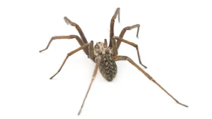 Crevice Spider