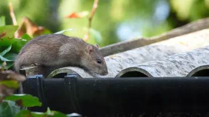 Roof Rat