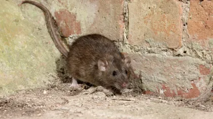a rodent standing on a dirt road
