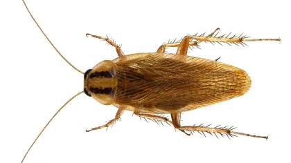 Brown Banded Cockroach