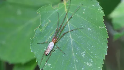 Long Jawed Orb Weaver