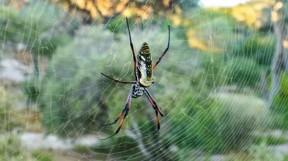 Golden Silk Spider