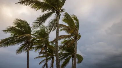 a group of palm trees next to a body of water