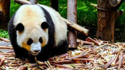 a panda eating leaves
