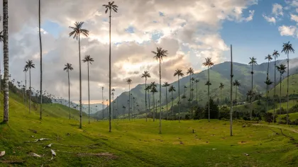 a grassy hill with trees on it