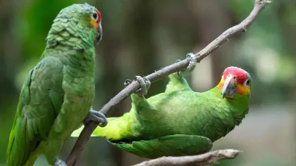 a couple of green birds on a branch