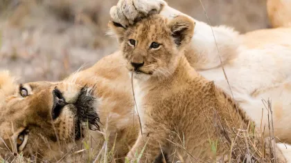 a group of lions in the wild