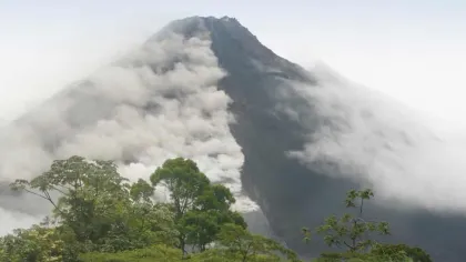 a forest with thick clouds