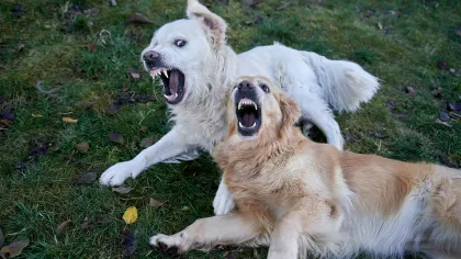 Two dogs growling and showing teeth while lying on grass in a defensive stance.